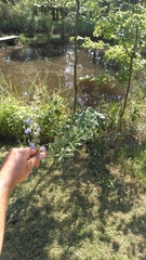 Salvia azurea azurea