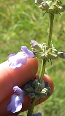 Salvia azurea azurea