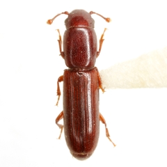 Rhizophagus cylindricus