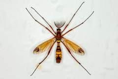 Ctenophora ornata