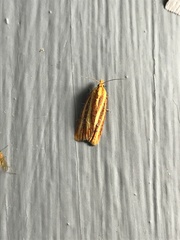 Sparganothis tristriata