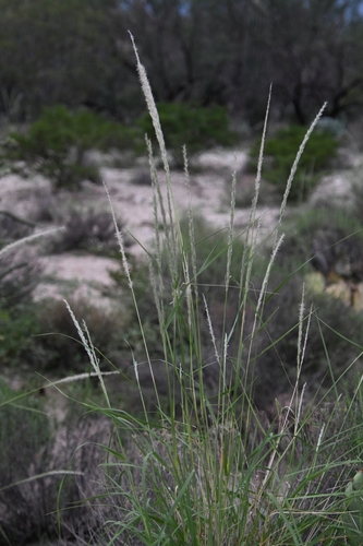 Image of Pappophorum vaginatum by (c) Mike Ostrowski, some rights reserved (CC BY-SA)