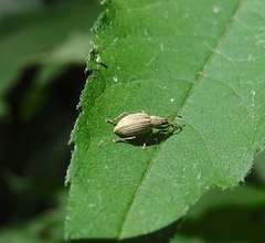 Aphrastus taeniatus