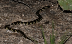 Lampropeltis