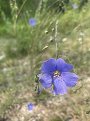 Linum perenne