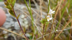 Euphrasia hudsoniana