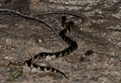 Lampropeltis