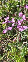 Polygala umbellata