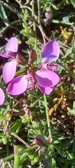 Polygala umbellata