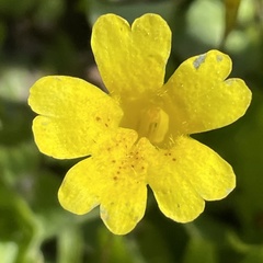 Erythranthe primuloides
