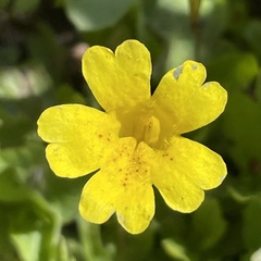Erythranthe primuloides