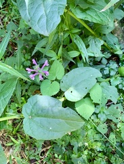 Stachys tubulosa