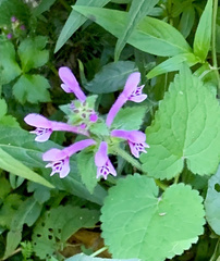 Stachys tubulosa