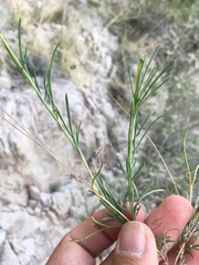Thelesperma longipes