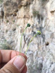 Thelesperma longipes