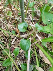 Pyrola rotundifolia