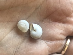 Monacha obstructa