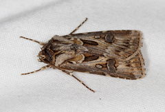 Agrotis vestigialis