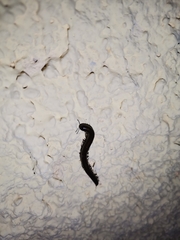 Acanthoiulus fuscipes