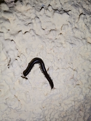 Acanthoiulus fuscipes