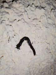 Acanthoiulus fuscipes