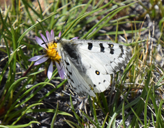 Parnassius behrii