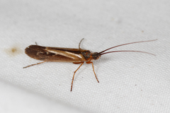 Limnephilus auricula