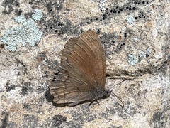Cyllopsis pertepida