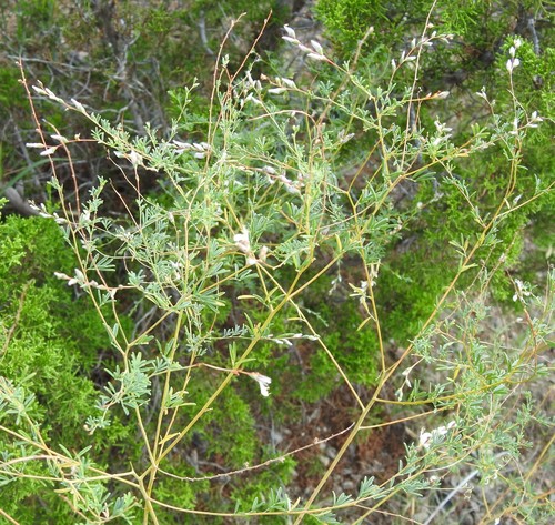 Image of Dalea enneandra by (c) saltyhiker, some rights reserved (CC BY)