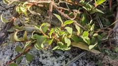 Symphoricarpos rotundifolius parishii