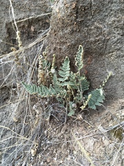 Myriopteris windhamii