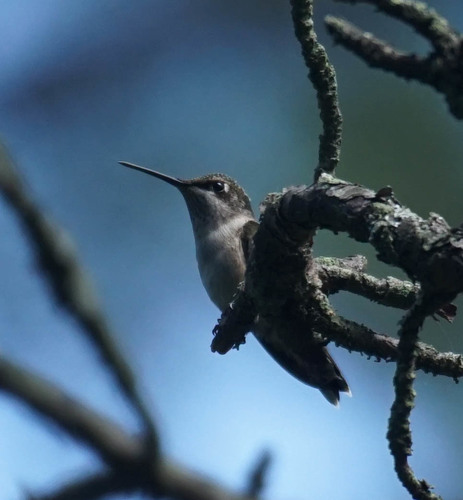 Ruby-throated Hummingbird photographed in New Jersey