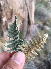 Myriopteris windhamii