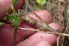 Procecidochares alani