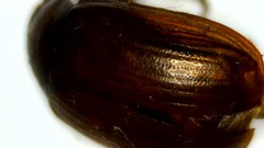 Scarabaeidae