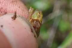 Procecidochares alani