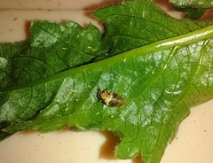 Aphidoletes aphidimyza