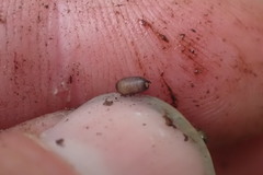 Procecidochares alani