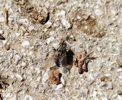 Sarcophaga variegata