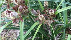 Cyperus thunbergii