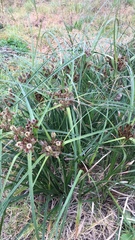Cyperus thunbergii