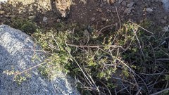 Symphoricarpos rotundifolius parishii