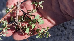 Symphoricarpos rotundifolius parishii