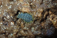 Holacanthella