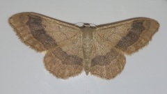 Idaea aversata