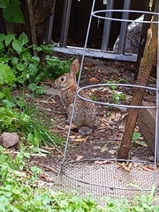 Sylvilagus floridanus