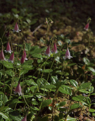 Linnaea borealis longiflora