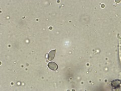 Russula ventricosipes