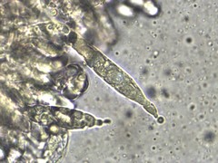 Russula ventricosipes