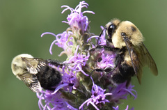 Bombus griseocollis